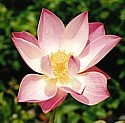 LOTUS (Pink)  - (Nelumbo nucifer) - Pure Harmony