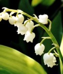 LILY OF THE VALLEY