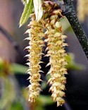 HORNBEAM (Bach Flower)