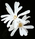 MAGNOLIA STELLATA