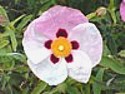 CISTUS (Cistus creticus) (Magdalene Essence)