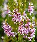 HEATHER (Bach Flower)