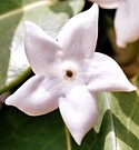 PUA MALE - (Stephanotis) - Marital Harmony