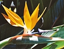 STRELITZIA - (Bird of paradise) - In Crisis