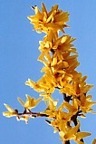 FORSYTHIA