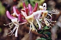 HONEYSUCKLE (Bach Flower)