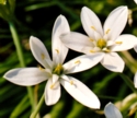 STAR OF BETHLEHEM (Bach Flower)