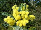 ACACIA