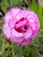 DIANTHUS