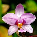 PHILIPPINE GROUND ORCHID - Tenacity