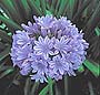 AGAPANTHUS